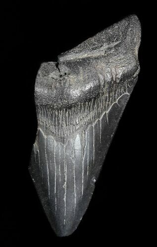 Partial, Fossil Megalodon Tooth #52994